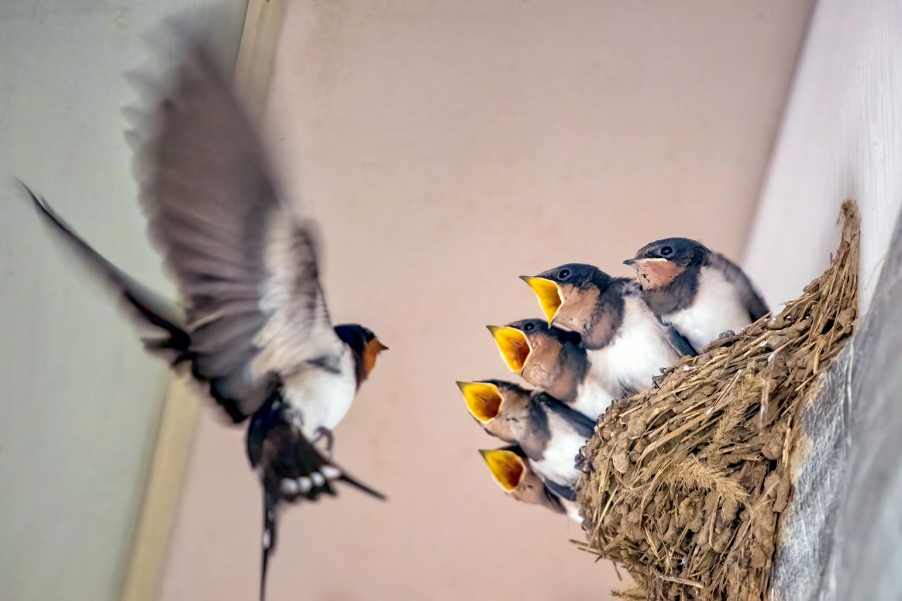 鳥の巣駆除は違法 鳥獣保護法を参考に対策を那覇市の不動産屋が解説